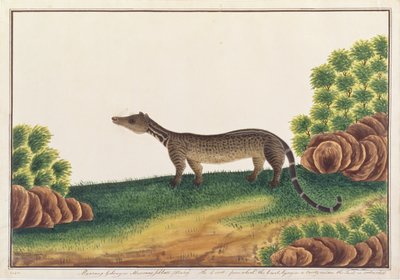 Malay Civet, from Drawings of Animals, Insects and Reptiles from Malacca by Chinese School